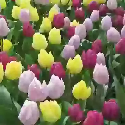 Prince Mix